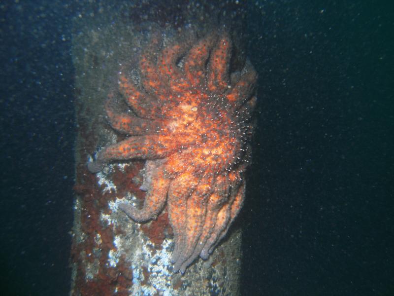 Sunflower starfish on piling