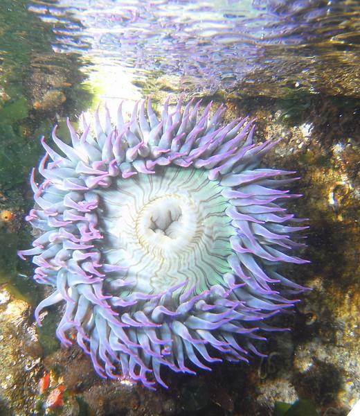 Anemone reflection