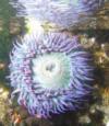 Anemone reflection