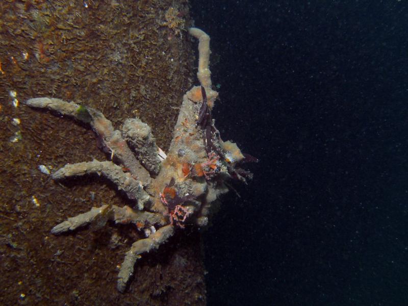 Crab at wharf - Montery