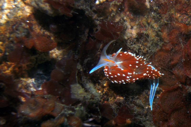 Nudibranch - Montery wharf