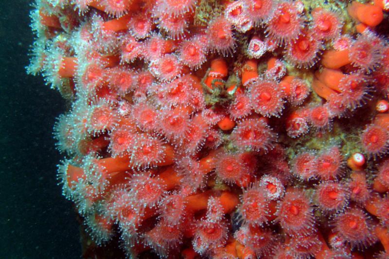 Strawberry anemones at Monterey Wharf