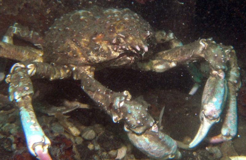 Large crab at Monterey wharf