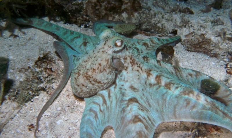 Octopus - night dive Cozumel 06/10