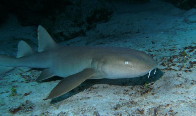 Nurse Shark fly by