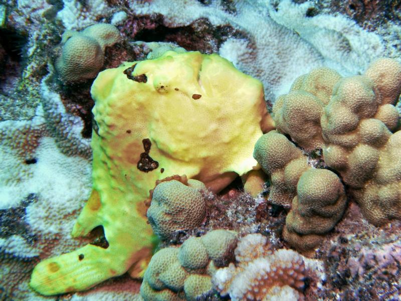 Frogfish Kona