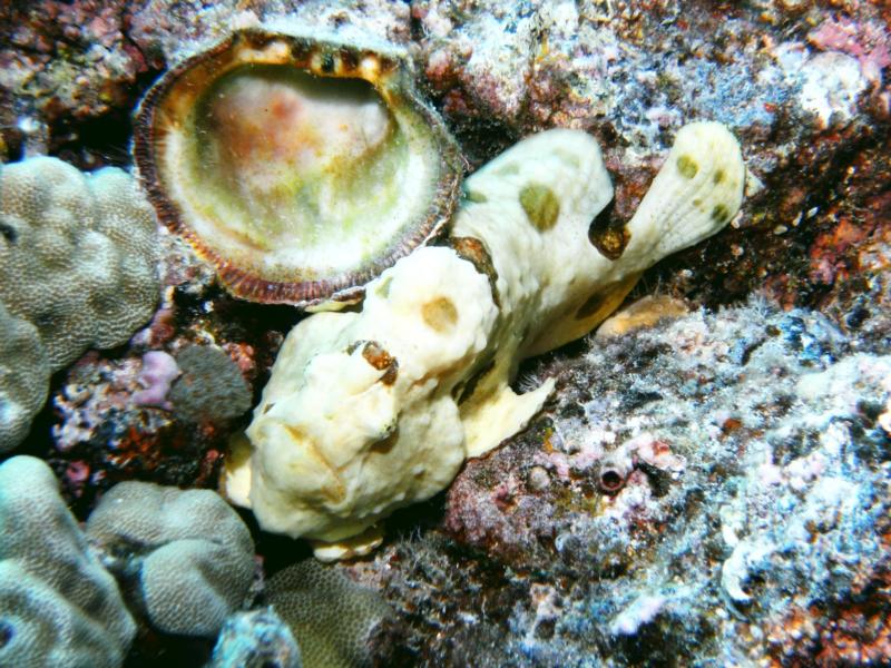 Frogfish with shell Kona