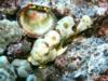 Frogfish with shell Kona