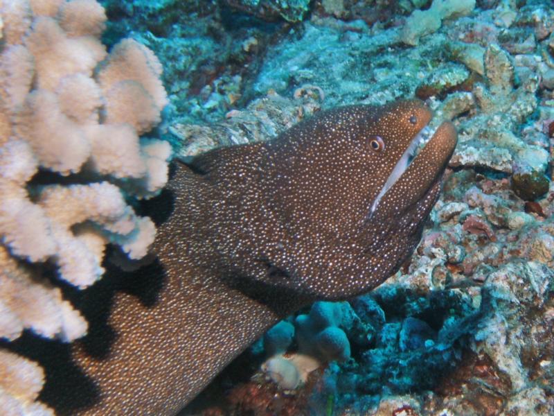 Whitemouth Moray