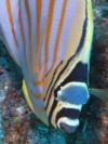Ornate Butterflyfish Face