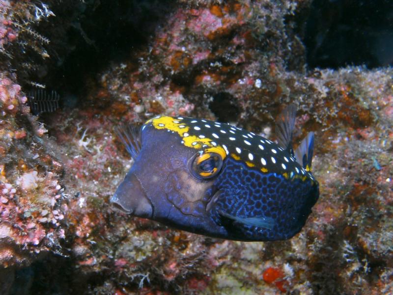 Spotted Boxfish Male