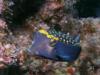 Spotted Boxfish Male