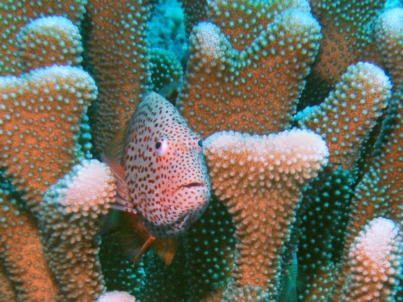 Spotted Fish in Coral