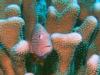 Spotted Fish in Coral