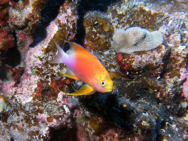 Hawaiian Longfin Anthius Male