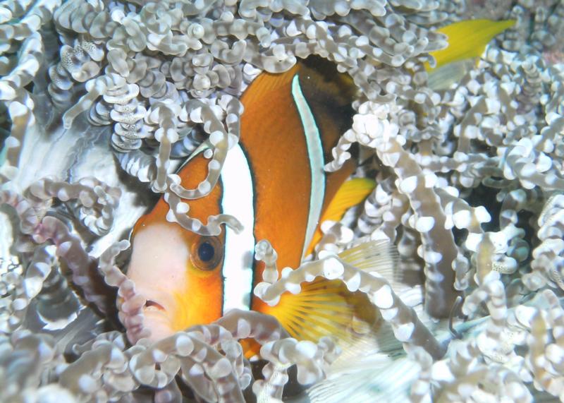 anemone fish