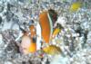 anemone fish