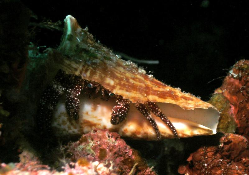 Blue Eyed Crab - Roatan