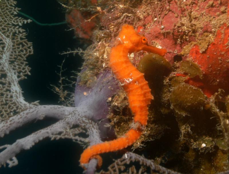 Sea Horse - Roatan