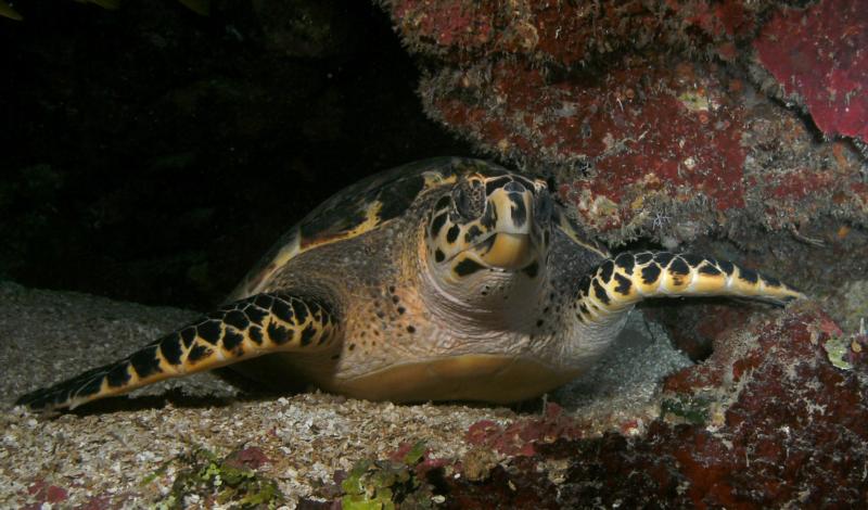 Turtle on ledge