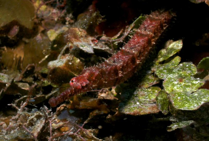 Baby Pipefish