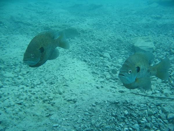 HERE FISHY FISHY FISHY