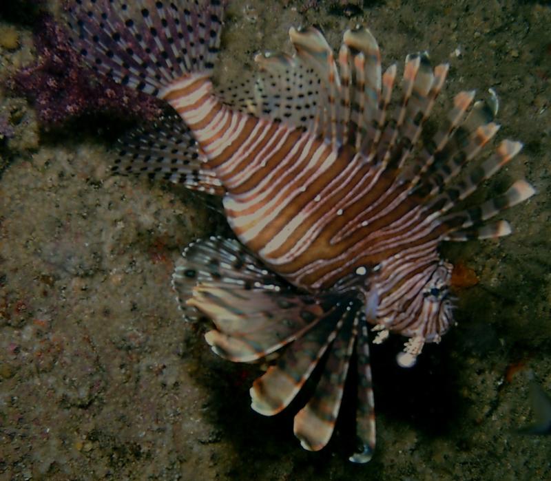 Lion Fish in NC