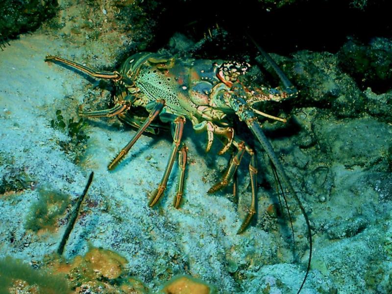 Lobster in Grand Cayman