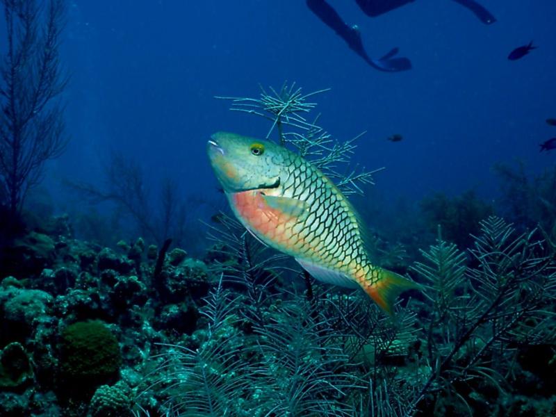 Parrot Fish - Grand Cayman