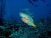 Parrot Fish - Grand Cayman