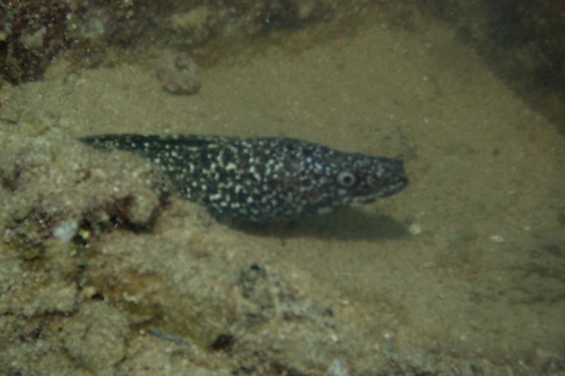 Eel