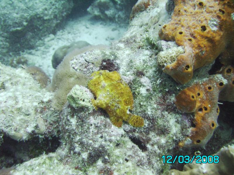 frogfish1