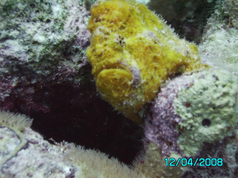 frogfish2