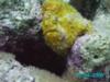 frogfish2