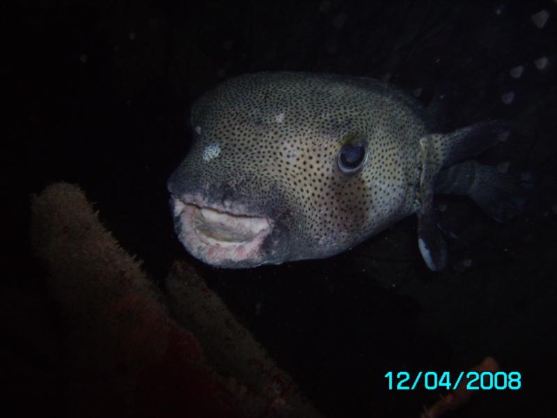 porcipine fish