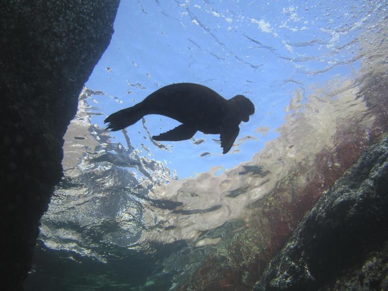 Soaring Sealion