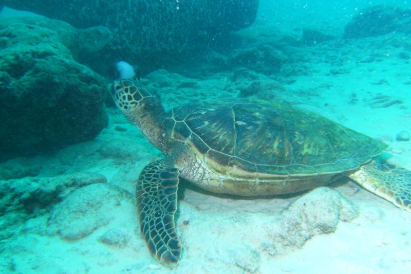 green sea turtle