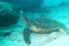 green sea turtle