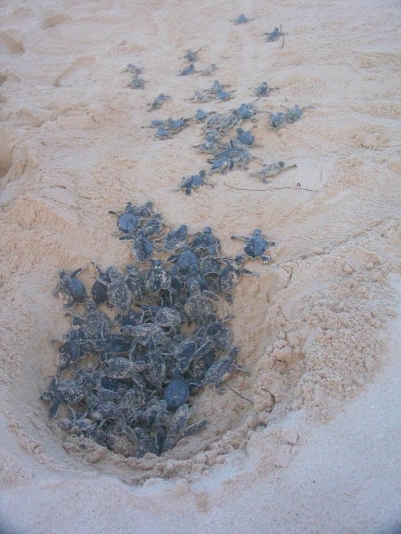 Turtles Cozumel MX 2010