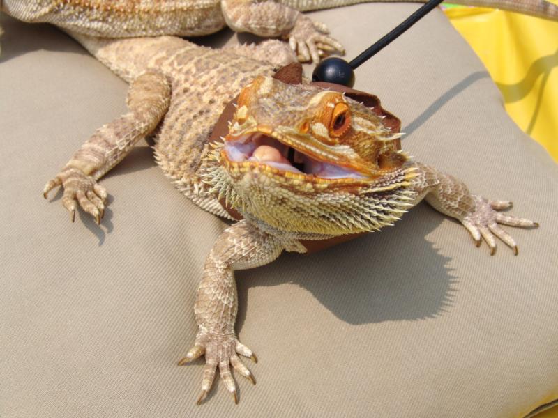 Wiwi- The Father of 23 bearded dragons