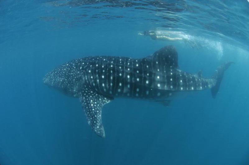 Whale Sharks in Donsol