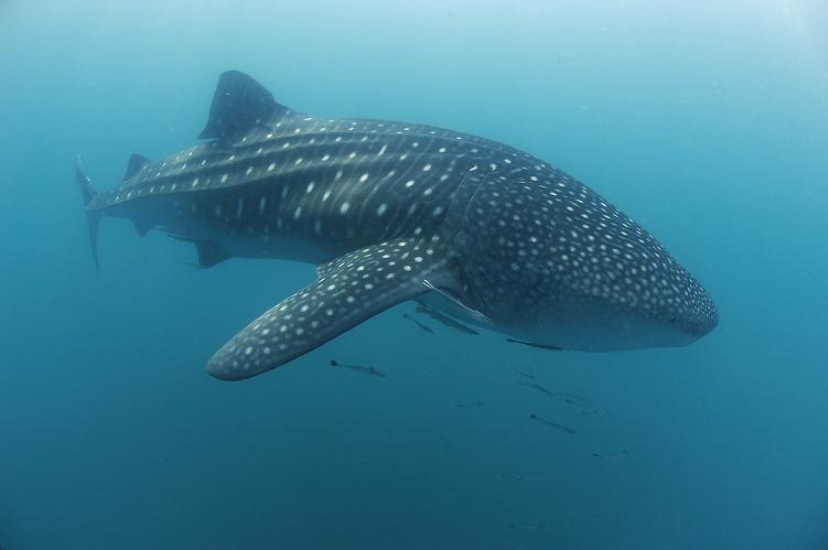 Whale Sharks in Donsol