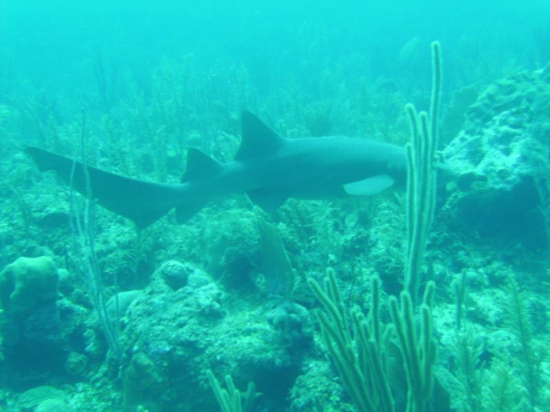 Belize 11/2008