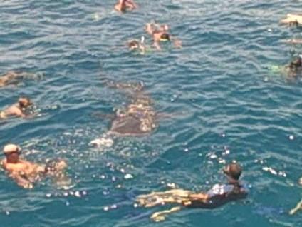 whale shark and me koh tao thailand