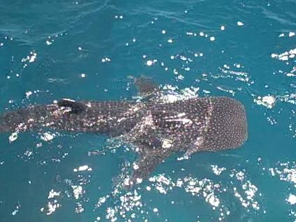 whale shark koh tao thailand