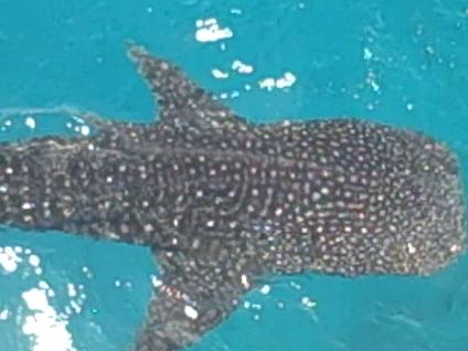 whale shark koh tao thailand