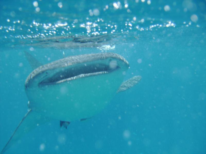 whale shark ahout one meter from me