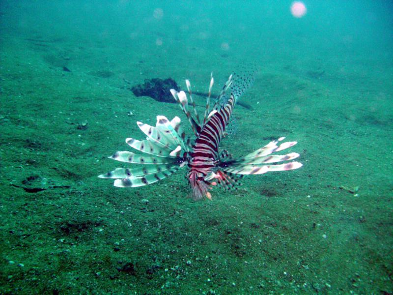 lion fish thailand