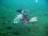 lion fish thailand