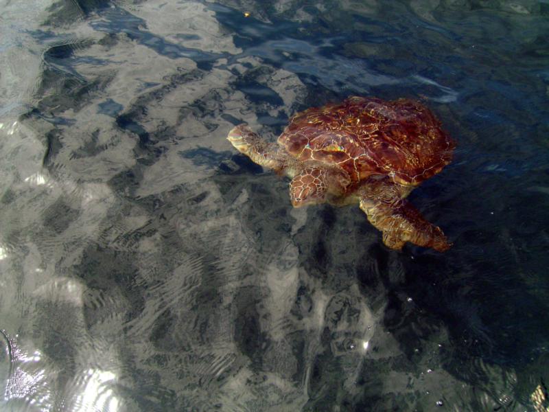 sea turtle  simiilan islands thailand